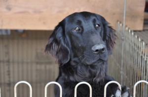 フラットコーテッド・レトリバー　ブリーダー　仔犬販売の専門店　AngelWan　横浜