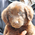 フラットコーテッド・レトリバー　ブリーダー　子犬販売の専門店　AngelWan　横浜