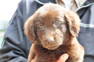 フラットコーテッド・レトリバー　ブリーダー　子犬販売の専門店　AngelWan　長野　山梨