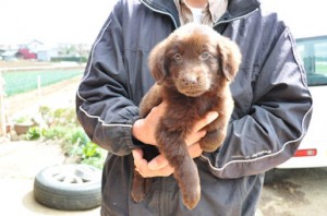 フラットコーテッド・レトリバー　ブリーダー　子犬販売の専門店　AngelWan　東京　神奈川