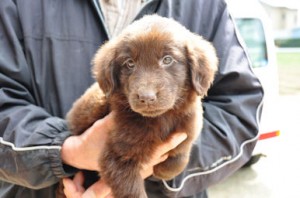 フラットコーテッド・レトリバー　ブリーダー　子犬販売の専門店　AngelWan　静岡　東京