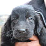 フラットコーテッド・レトリバー　ブリーダー　子犬販売の専門店　AngelWan　横浜