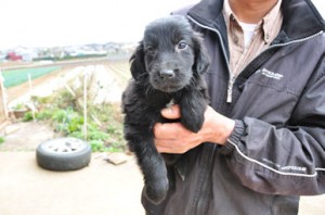 フラットコーテッド・レトリバー　ブリーダー　子犬販売の専門店　AngelWan　湘南　横浜