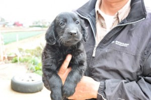 フラットコーテッド・レトリバー　ブリーダー　子犬販売の専門店　AngelWan　湘南