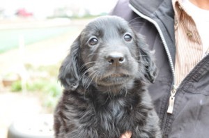フラットコーテッド・レトリバー　ブリーダー　子犬販売の専門店　AngelWan　横浜
