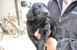 フラットコーテッド・レトリバー　ブリーダー　子犬販売の専門店　AngelWan　横浜