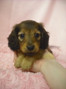 カニンヘンダックスフンド ブリーダー 子犬販売 カニーンヘンダックスフンド ブリーダー 子犬販売の専門店 AngelWan 神奈川県