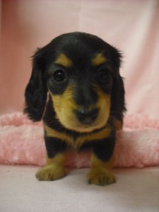 カニーンヘンダックスフンド　ブリーダー　子犬販売の専門店　AngelWan　健康優良