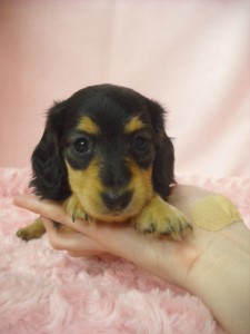 カニーンヘンダックスフンド　ブリーダー　子犬販売の専門店　AngelWan　東京　千葉