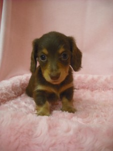 カニーンヘンダックスフンド　ブリーダー　子犬販売の専門店　AngelWan　静岡　長野