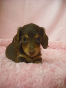 カニーンヘンダックスフンド　ブリーダー　子犬販売の専門店　AngelWan　山梨　埼玉