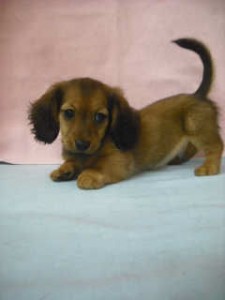 カニヘンダックスフンド こいぬ 全国対応 カニーンヘンダックスフンド ブリーダー 子犬販売の専門店 AngelWan 東京 神奈川