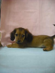カニーンヘンダックスフンド 小型犬 胴長短足 カニーンヘンダックスフンド ブリーダー 子犬販売の専門店 AngelWan 横浜市戸塚区