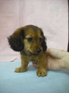 カニーンヘンダックスフンド 仔犬 ブリーダー カニーンヘンダックスフンド ブリーダー 子犬販売の専門店 AngelWan ペットショップ