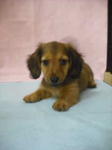 カニヘンダックスフンド ブリーダー 仔犬 カニヘンダックスフンド ブリーダー 子犬販売の専門店 AngelWan 千葉 埼玉 東京