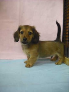 カニーヘンダックスフンド ペットショップ 子犬 カニヘンダックスフンド ブリーダー 子犬販売の専門店 AngelWan 静岡 山梨 長野