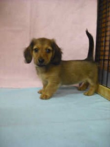 カニヘンダックスフンド 飼い主様募集中 カニヘンダックスフンド ブリーダー 子犬販売の専門店 AngelWan 空輸 陸送