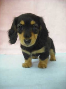 カニンヘンダックスフンド　ブリーダー　子犬販売の専門店　AngelWan　横浜市　泉区