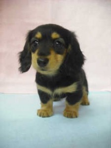 カニンヘンダックスフンド　ブリーダー　子犬販売の専門店　AngelWan　手渡し　お届け