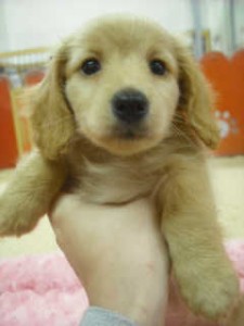 ミニチュアダックスフンド　ブリーダー　子犬販売の専門店　AngelWan　小型犬　短足