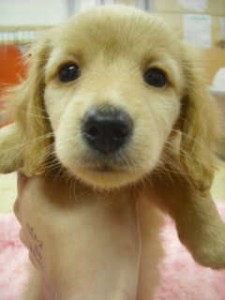 ミニチュアダックスフンド　ブリーダー　子犬販売の専門店　AngelWan　静岡　山梨　長野