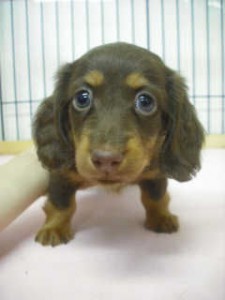 ミニチュアダックスフンド　ブリーダー　子犬販売の専門店　AngelWan　静岡　長野　山梨