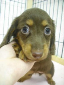 ミニチュアダックスフンド　ブリーダー　子犬販売の専門店　AngelWan　横浜