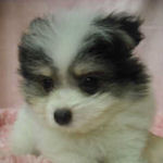 ミックスの子犬 パーティー MIX ブリーダー 子犬販売の専門店 AngelWan 横浜