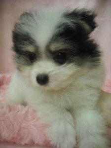 MIX 子犬 マルチーズ ポメラニアン MIX ブリーダー 子犬販売の専門店 AngelWan 横浜 ハーフ犬 デザインドッグ 雑種