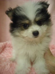 デザインドッグ ブリーダー 小型犬 MIX ブリーダー 子犬販売の専門店 AngelWan 神奈川 東京 千葉 埼玉 静岡