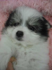 ミックス ハーフ犬 雑種 室内犬 MIX ブリーダー 子犬販売の専門店 AngelWan 小型犬 全国対応 直販