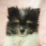 MIX　ブリーダー　子犬販売の専門店　AngelWan　横浜