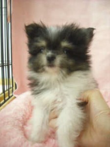 MIX　ブリーダー　子犬販売の専門店　AngelWan　空輸　陸送　全国対応