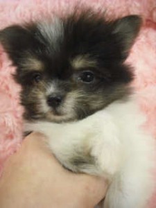 MIX　ブリーダー　子犬販売の専門店　AngelWan　ポメラニアン　マルチーズ