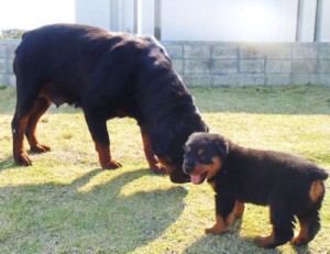 ロットワイラー　ブリーダー　子犬販売の専門店　AngelWan　横浜