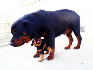 ロットワイラー　ブリーダー　子犬販売の専門店　AngelWan　全国発送可能　空輸