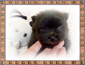 ポメラニアン　ブリーダー　子犬販売の専門店　AngelWan　横浜　ペットショップ