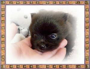 ポメラニアン　ブリーダー　子犬販売の専門店　AngelWan　横浜市　戸塚区　泉区　港北区