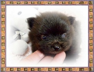 ポメラニアン　ブリーダー　子犬販売の専門店　AngelWan　神奈川県　東京都　千葉県