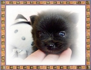 ポメラニアン　ブリーダー　子犬販売の専門店　AngelWan　神奈川県　山梨県　静岡県