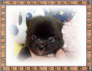 ポメラニアン　ブリーダー　子犬販売の専門店　AngelWan　横浜　ペットショップ