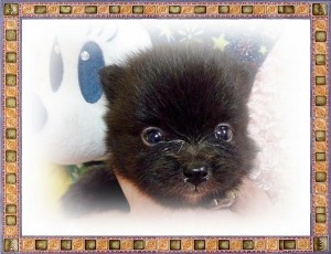 ポメラニアン　ブリーダー　子犬販売の専門店　AngelWan　湘南　相模原　町田　川崎