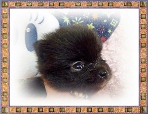 ポメラニアン　ブリーダー　子犬販売の専門店　AngelWan　インターネットショップ