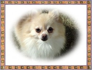 ポメラニアン　ブリーダー　子犬販売の専門店　AngelWan　横浜