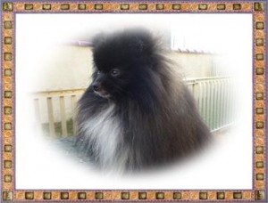 ポメラニアン　ブリーダー　子犬販売の専門店　AngelWan　横浜