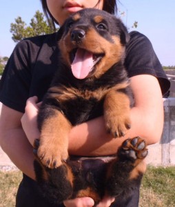 ロットワイラー　ブリーダー　子犬販売の専門店　AngelWan　神奈川　静岡　長野　山梨