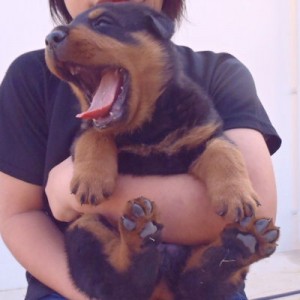 ロットワイラー　ブリーダー　子犬販売の専門店　AngelWan　秋田　全国発送可能