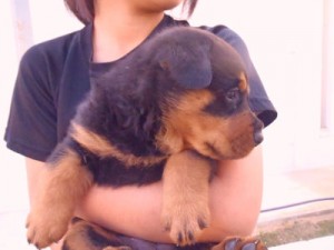 ロットワイラー　ブリーダー　子犬販売の専門店　AngelWan　母チャンピオン直子