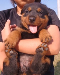 ロットワイラー　ブリーダー　子犬販売の専門店　AngelWan　大型犬　ドイツ血統