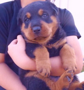 ロットワイラー　ブリーダー　子犬販売の専門店　AngelWan　全国発送可能　空輸